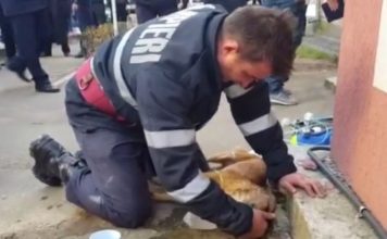 VIDEO emotionant! Mugurel Costache, pompierul erou din Pitesti. Prima reactie la intalnirea cu Snoopy, catelul pe care l-a salvat